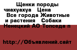 Щенки породы чиахуахуа › Цена ­ 12 000 - Все города Животные и растения » Собаки   . Ненецкий АО,Топседа п.